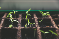 DHSI 2022 (Open/Social/Digital Humanities Pedagogy, Training, and Mentorship)